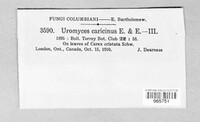 Uromyces perigynius image